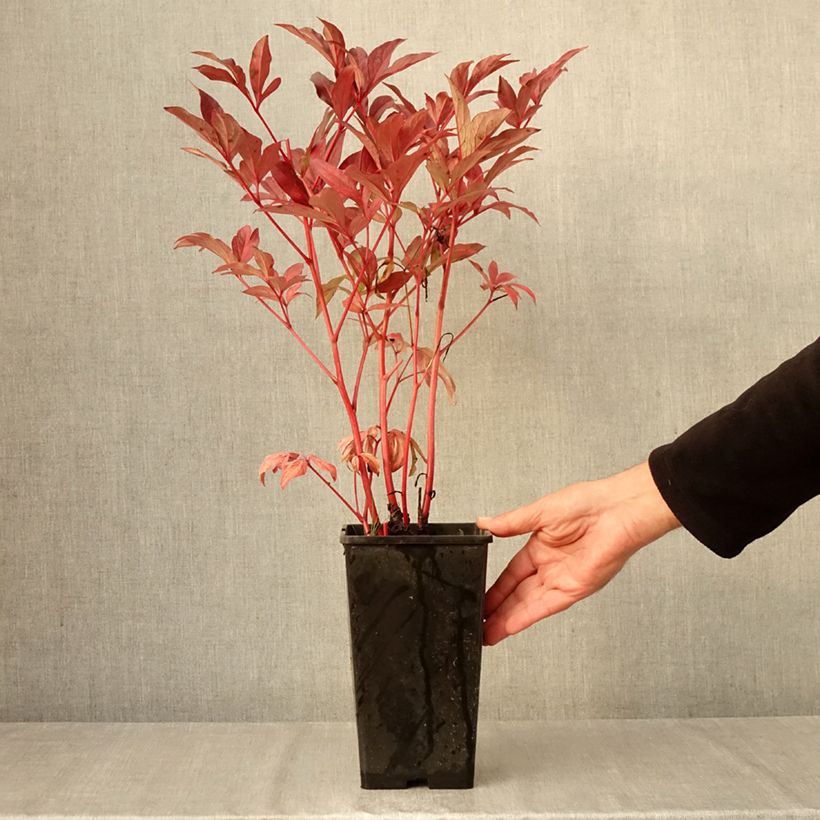 Esemplare di Peonia erbacea Paeonia Vaso da 3L/4L come consegnato in autunno