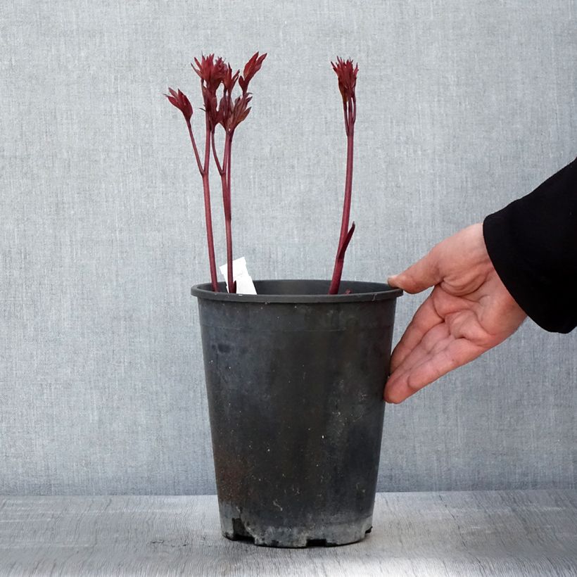 Example of Peonia erbacea Paeonia Vaso da 3L/4L as you get in printemps