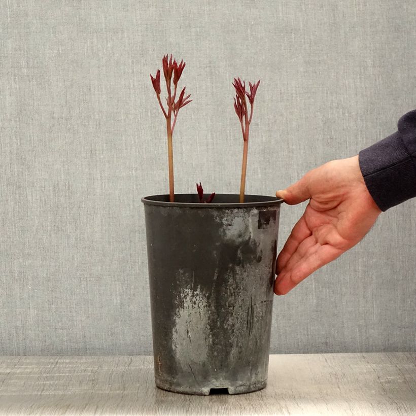 Peonia erbacea Madame Emile Debatène Vaso da 3L/4L esemplare consegnato in primavera