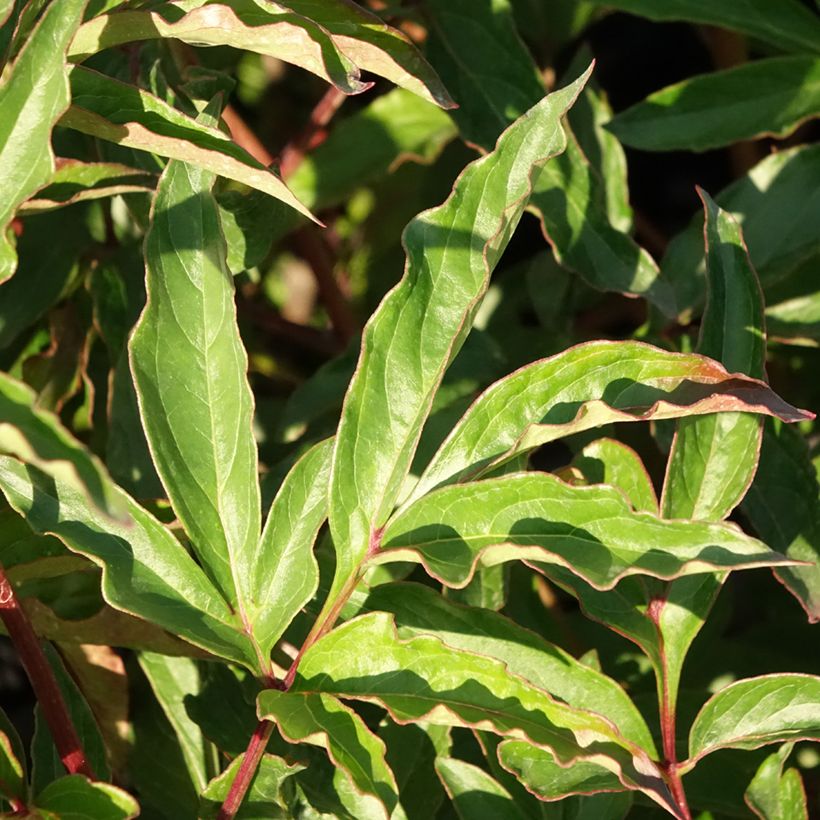 Peonia erbacea Marie lemoine (Fogliame)