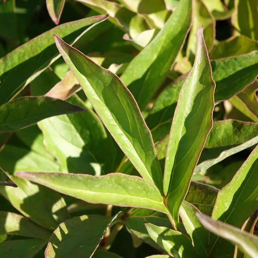 Peonia erbacea Mistress (Fogliame)