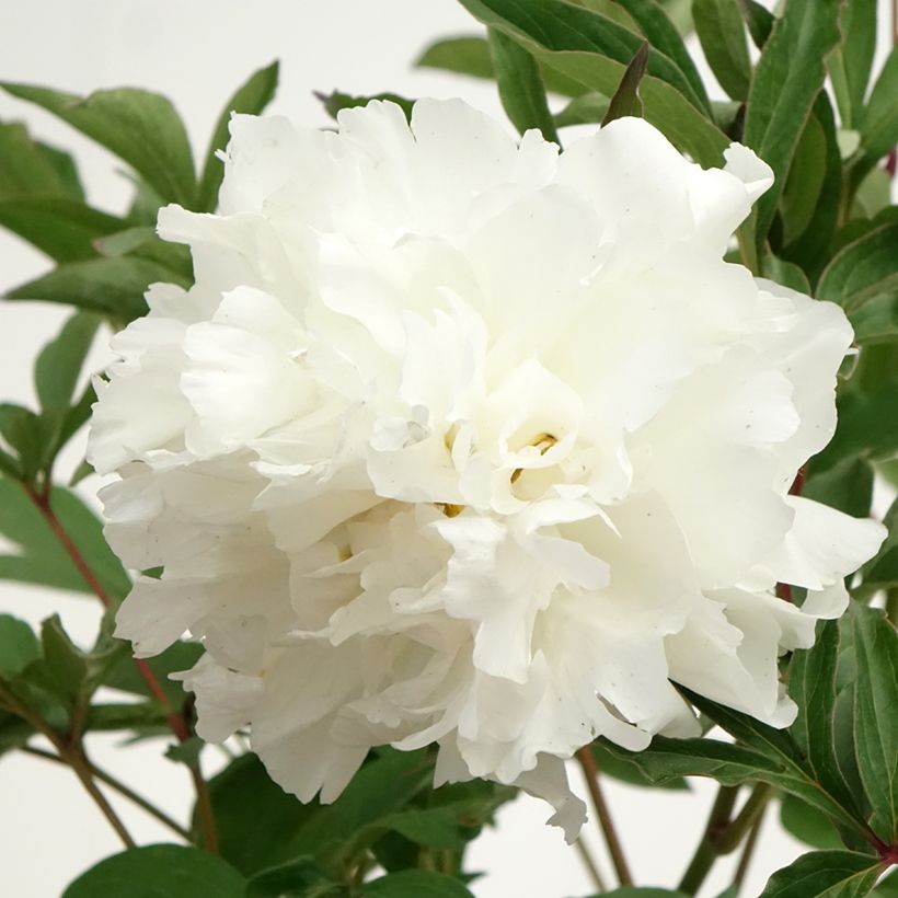 Peonia erbacea Mistress (Fioritura)