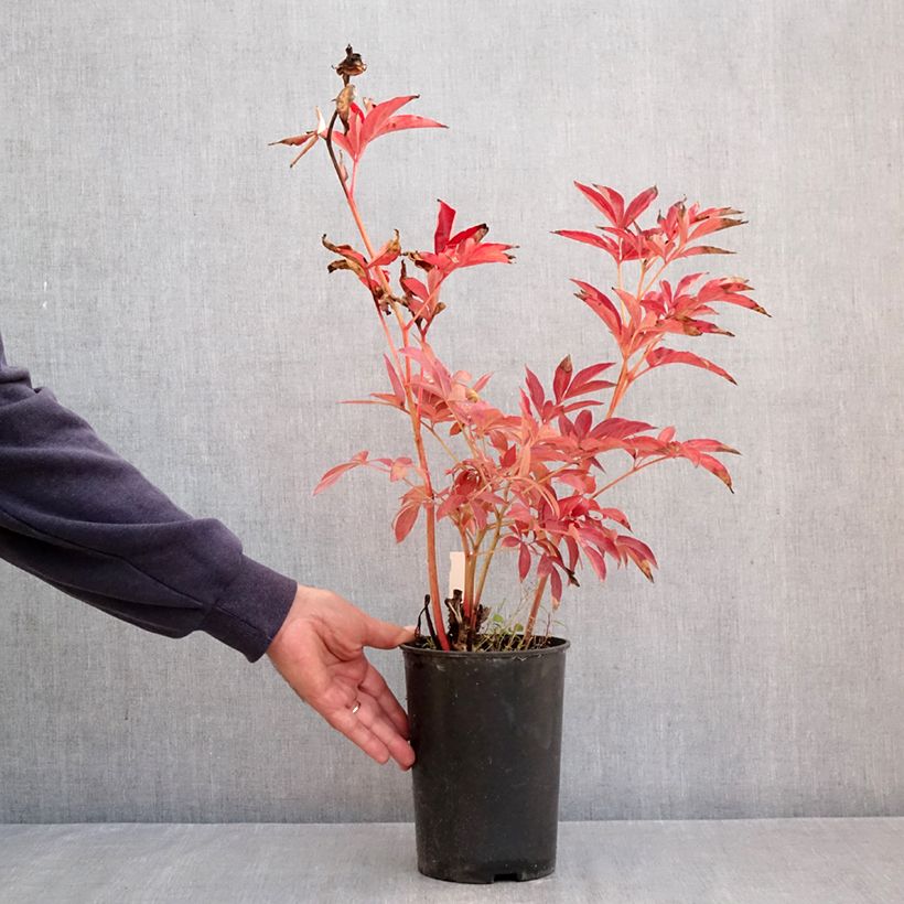 Esemplare di Peonia erbacea Mistress Vaso da 4L/5L come consegnato in autunno
