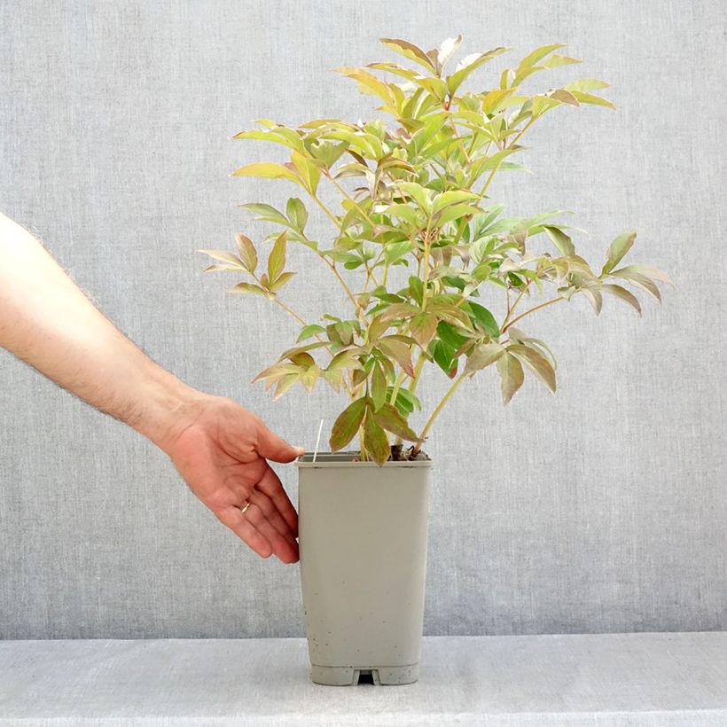 Esemplare di Peonia erbacea Mistress Vaso da 4L/5L consegnato in estate