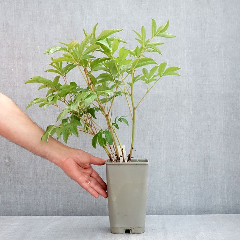 Peonia erbacea Mistress Vaso da 4L/5L esemplare consegnato in primavera