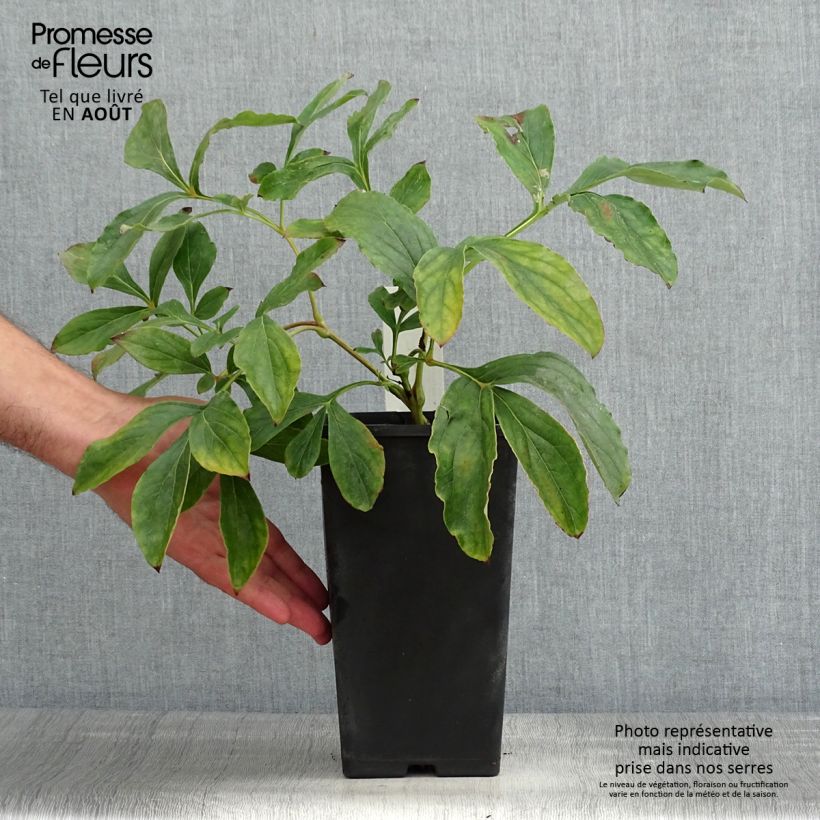 Esemplare di Peonia erbacea Monsieur Jules Elie Vaso da 3L/4L consegnato in estate