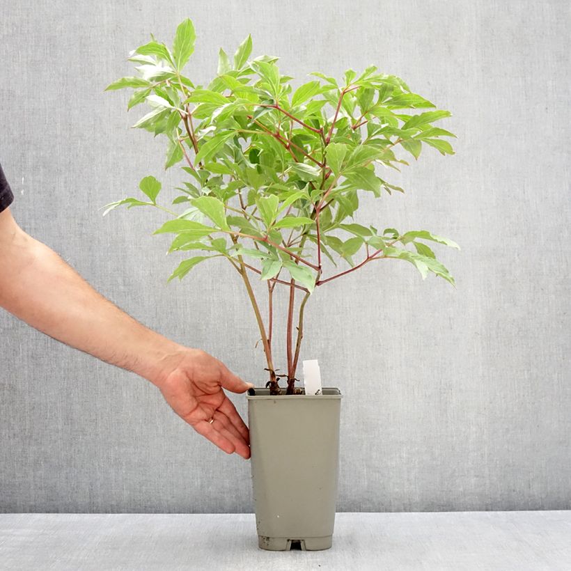 Peonia erbacea Morning Kiss Vaso da 3L/4L esemplare consegnato in primavera