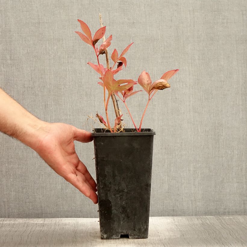 Esemplare di Pivoine lactiflora Mother's Choice Pot de 3L/4L come consegnato in autunno