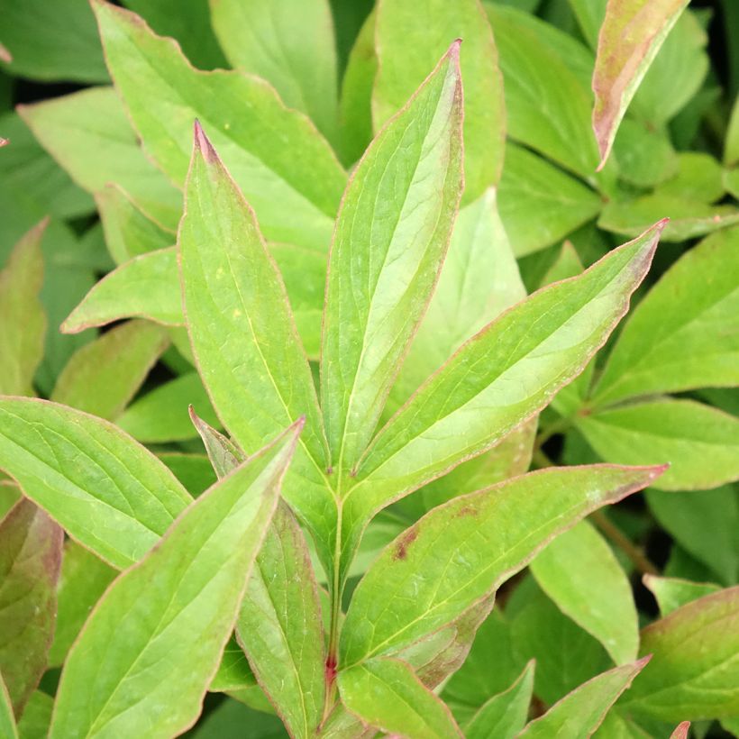 Peonia erbacea Mrs JV Edlund (Foliage)