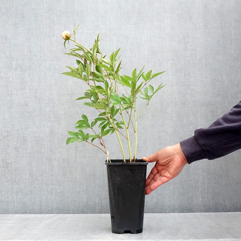 Example of Peonia erbacea Mrs JV Edlund Vaso da 4L/5L as you get in printemps