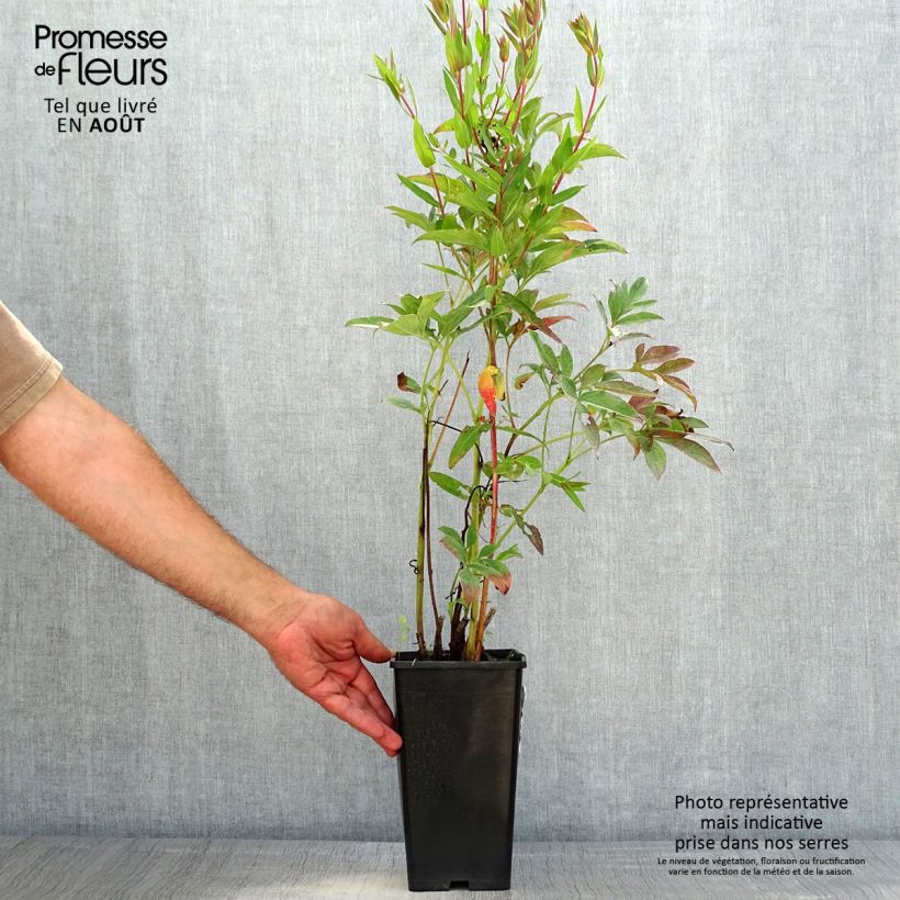 Esemplare di Peonia erbacea Neon Vaso da 3L/4L consegnato in estate