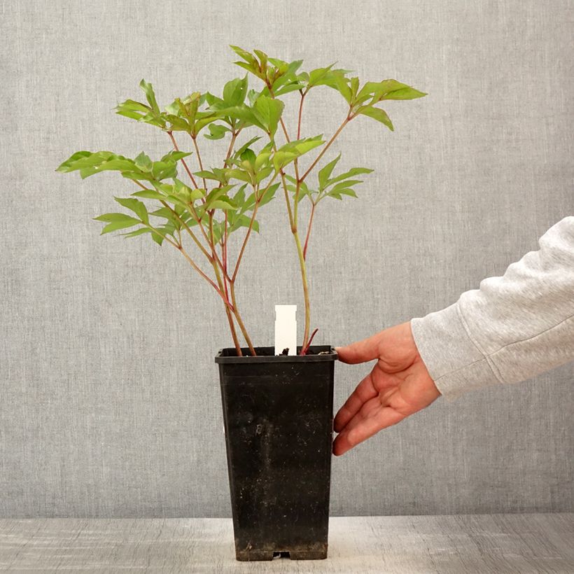 Example of Peonia erbacea Nymphe Vaso da 3L/4L as you get in printemps