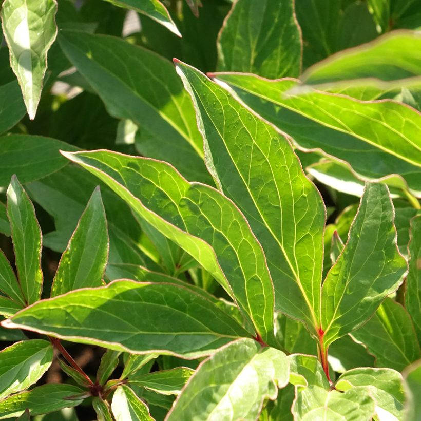 Peonia erbacea Pink Hawaiian Coral (Foliage)