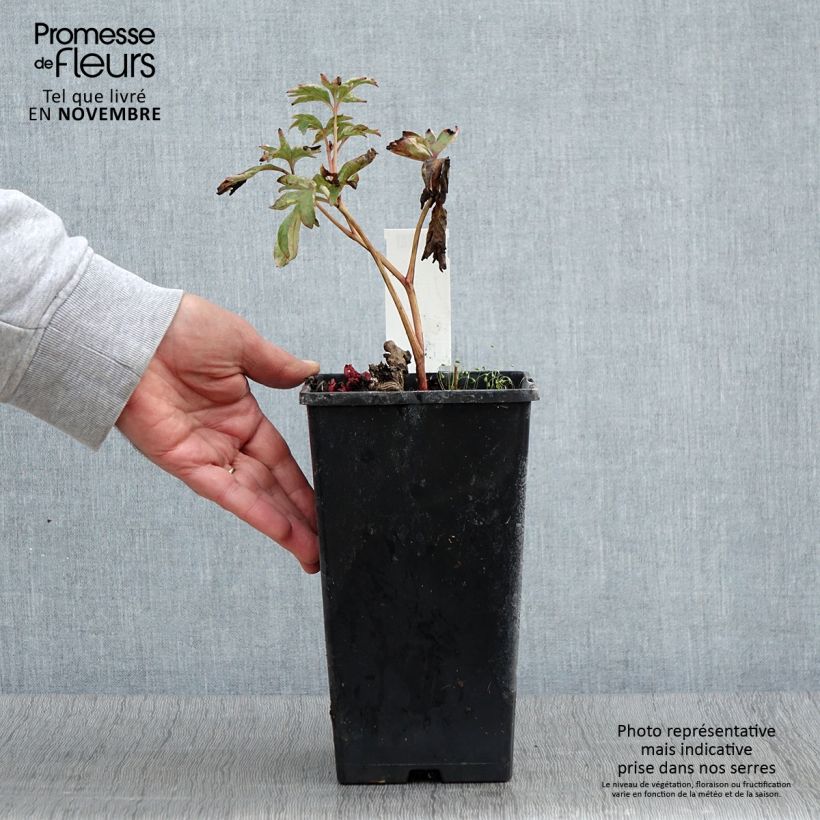 Esemplare di Pivoine lactiflora Pink Hawaiian Coral Pot de 3L/4L come consegnato in autunno