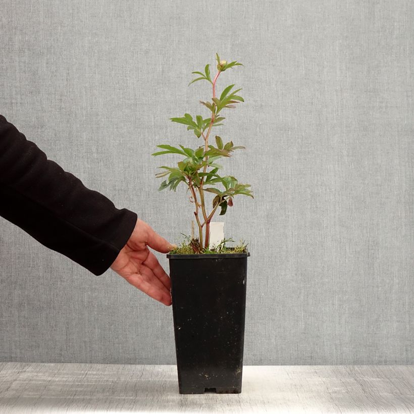 Example of Peonia erbacea Pink Hawaiian Coral Vaso da 3L/4L as you get in printemps