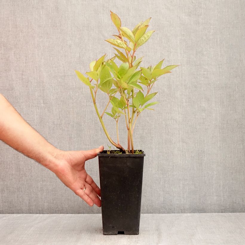 Esemplare di Peonia erbacea Pink Vanguard Vaso da 4L/5L consegnato in estate