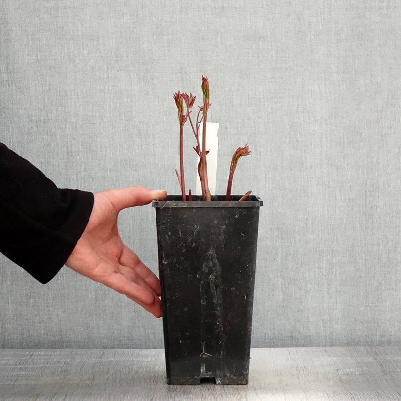 Example of Peonia erbacea Primevère Vaso da 3L/4L as you get in printemps