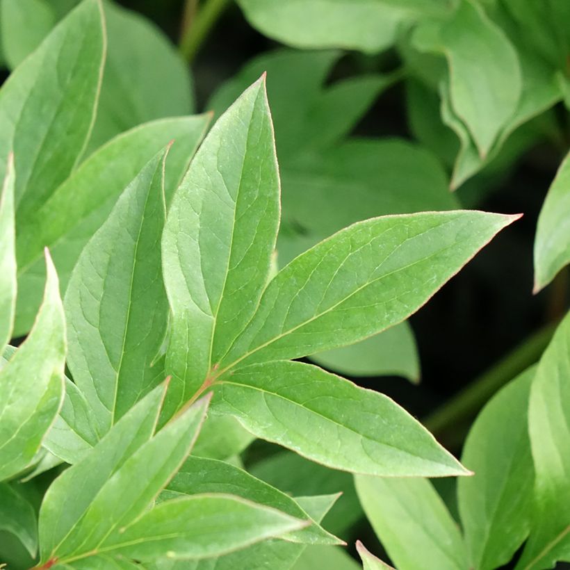 Peonia erbacea Puffed Cotton (Fogliame)