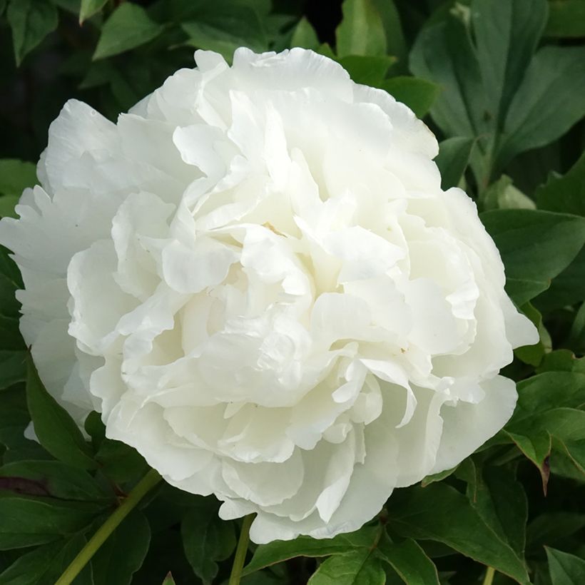 Peonia erbacea Puffed Cotton (Fioritura)