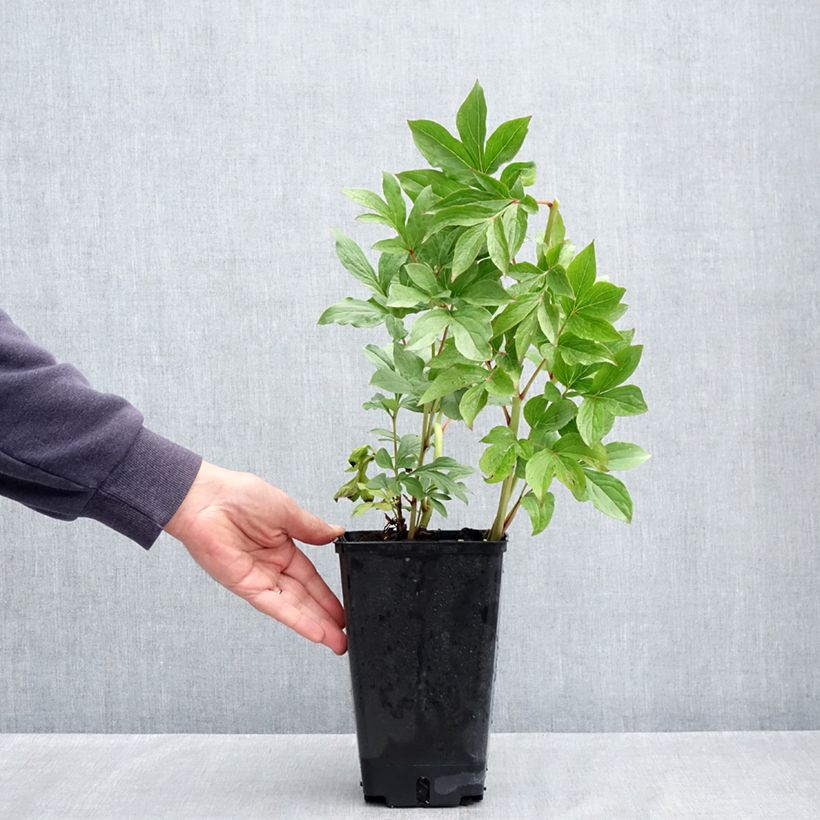 Peonia erbacea Puffed Cotton Vaso da 4L/5L esemplare consegnato in primavera