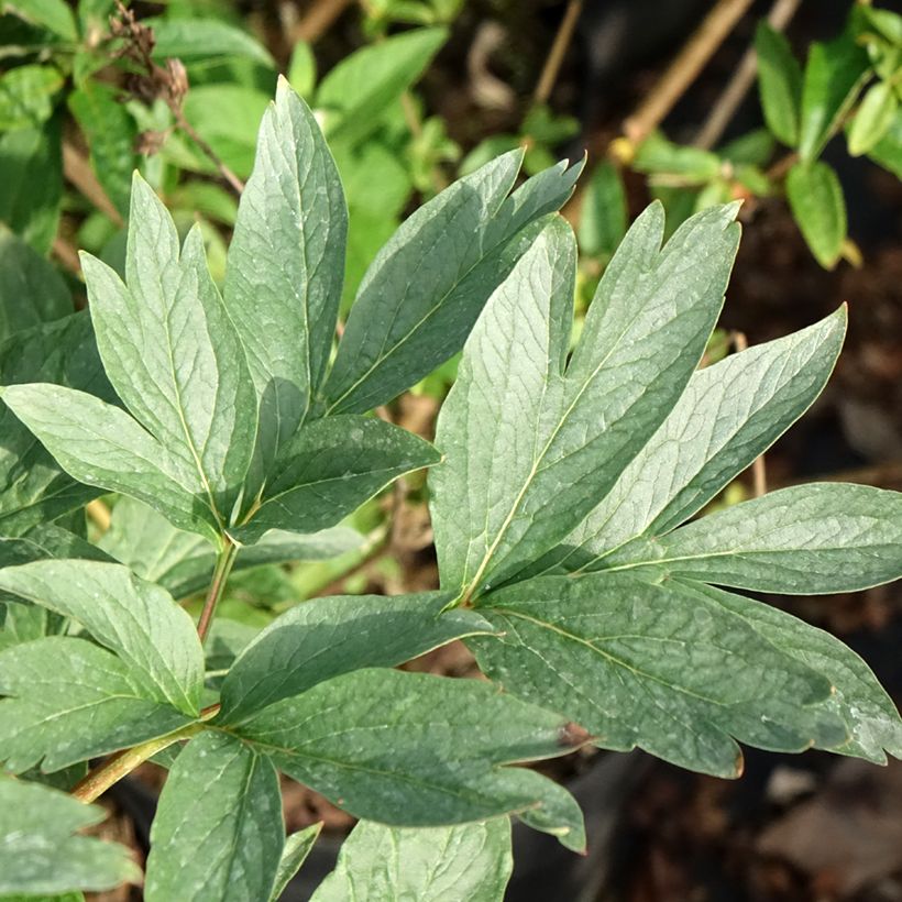 Peonia erbacea Raspberry Charm (Foliage)