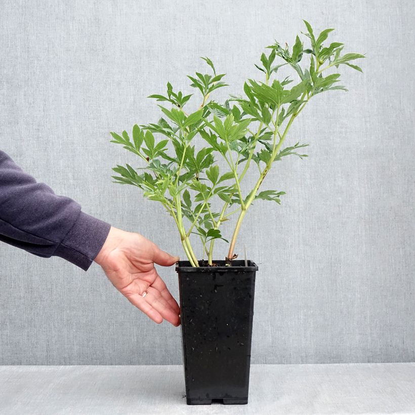 Example of Peonia erbacea Raspberry Charm Vaso da 4L/5L as you get in printemps