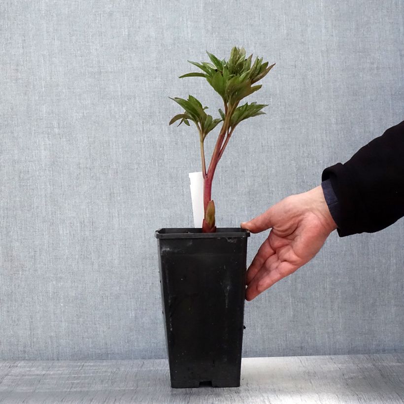 Peonia erbacea Red Charm Vaso da 3L/4L esemplare consegnato in primavera