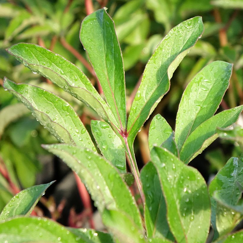 Peonia erbacea Konigin Wilhelmina (Fogliame)