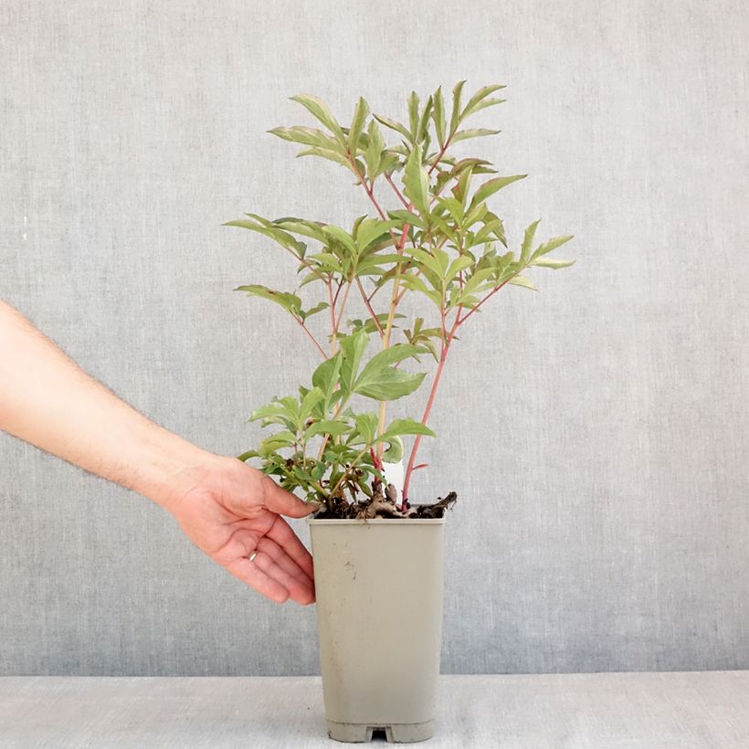 Peonia erbacea Konigin Wilhelmina Vaso da 3L/4L esemplare consegnato in primavera