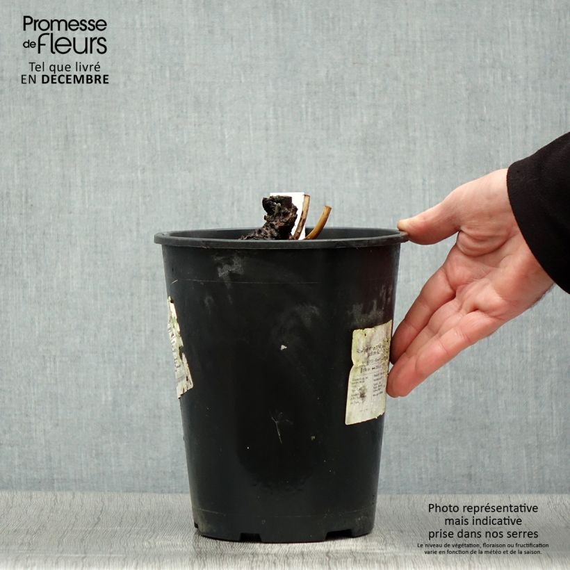 Pivoine lactiflora Sea Shell Pot de 3L/4L esemplare consegnato in inverno