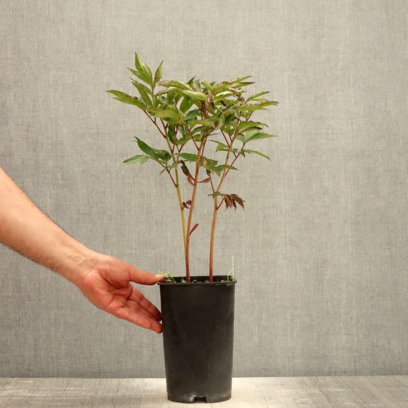 Peonia erbacea Temple Vaso da 3L/4L esemplare consegnato in primavera