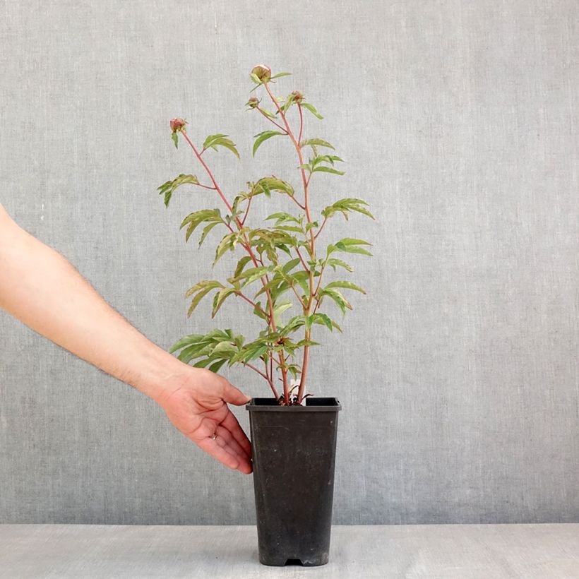 Example of Peonia erbacea Solange Vaso da 3L/4L as you get in printemps