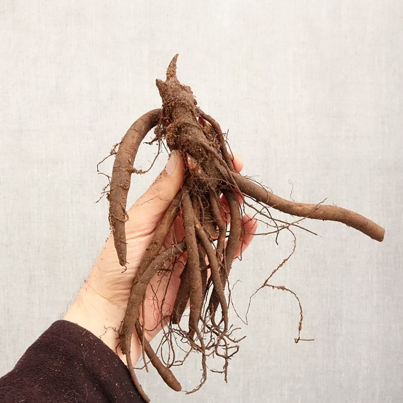 Peonia erbacea Sorbet Cespo 3/5 occhi esemplare consegnato in inverno