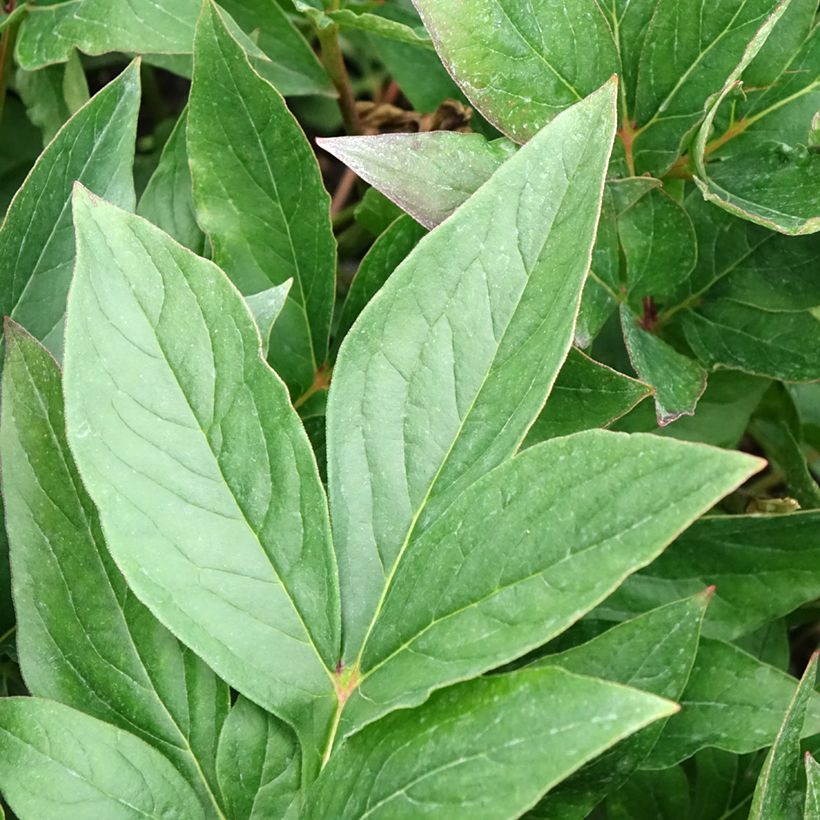 Peonia erbacea Think pink (Fogliame)