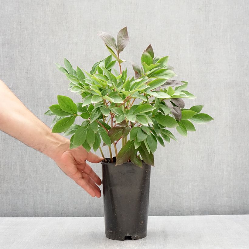 Peonia erbacea Think pink Vaso da 4L/5L esemplare consegnato in primavera