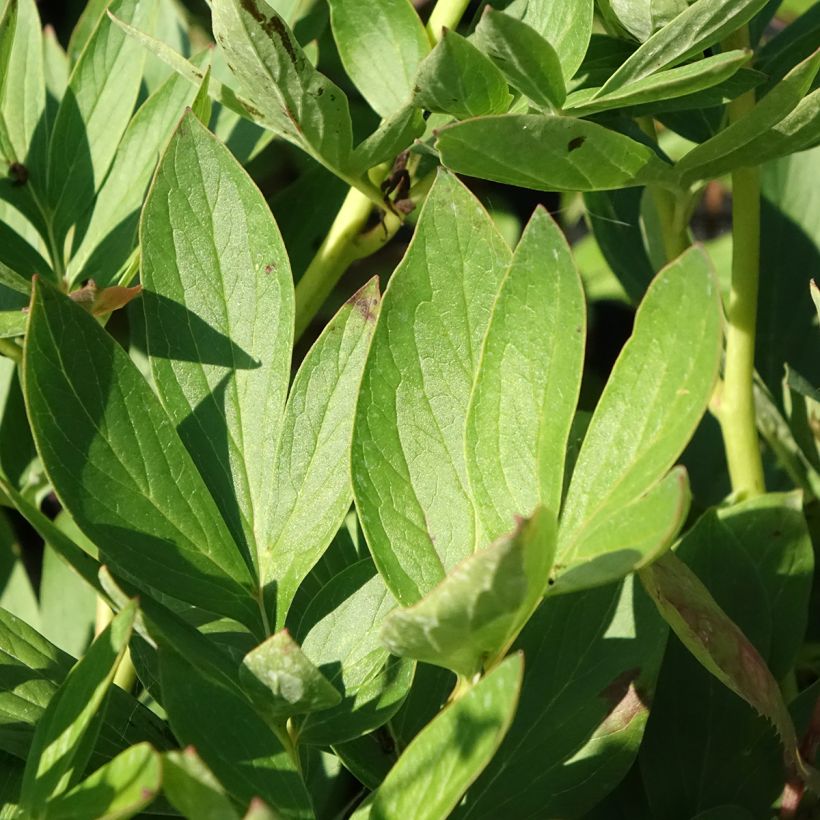 Peonia erbacea Tom Cat (Foliage)