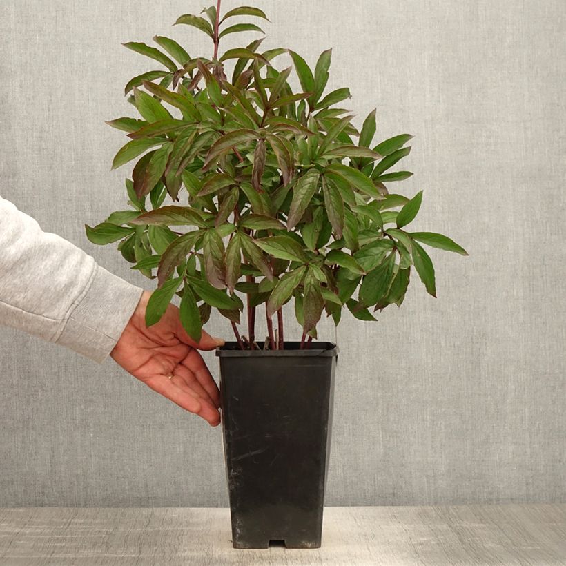 Example of Peonia erbacea Tom Cat Vaso da 3L/4L as you get in printemps