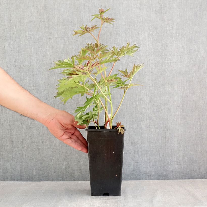 Example of Peonia erbacea Victoire de la Marne Vaso da 3L/4L as you get in printemps