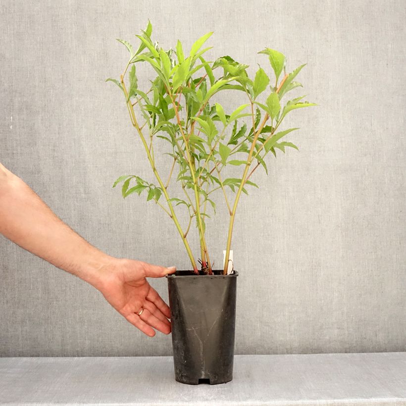 Peonia erbacea Vogue Vaso da 4L/5L esemplare consegnato in primavera