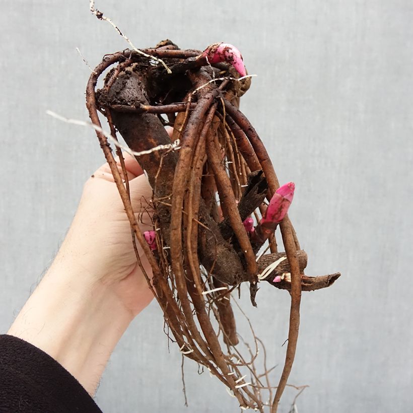 Peonia erbacea White Cap Cespo 3/5 occhi esemplare consegnato in inverno