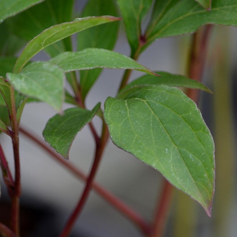 Peonia erbacea White Wings (Foliage)