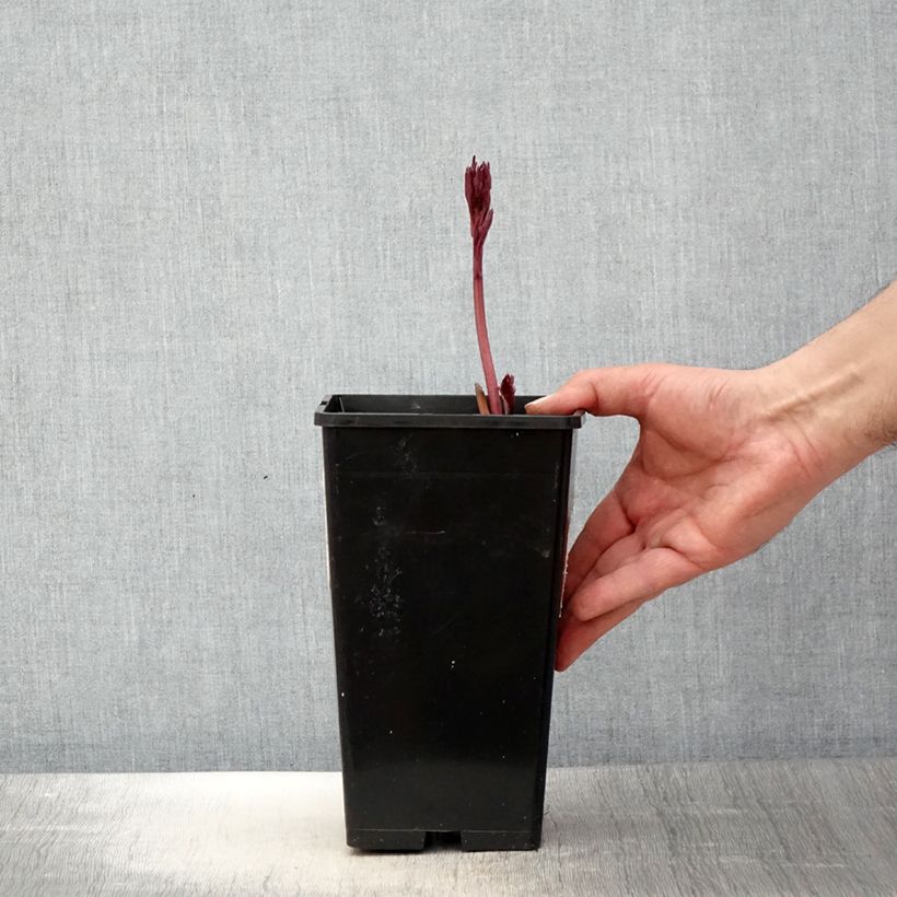 Example of Peonia erbacea White Wings Vaso da 3L/4L as you get in printemps