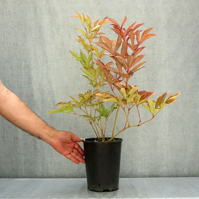 Esemplare di Peonia erbacea Patio Peony Athens Vaso da 3L/4L consegnato in estate