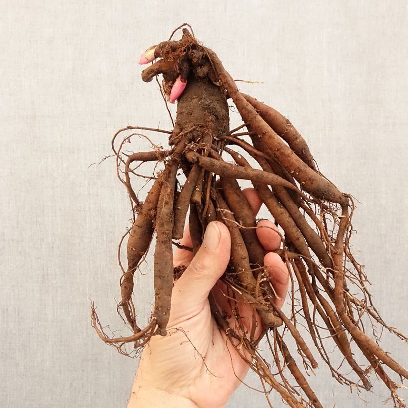 Peonia erbacea Patio Peony Kiev Cespo 3/5 occhi esemplare consegnato in inverno