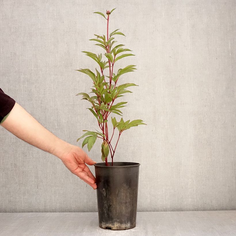 Peonia erbacea Patio Peony London Vaso da 3L/4L esemplare consegnato in primavera