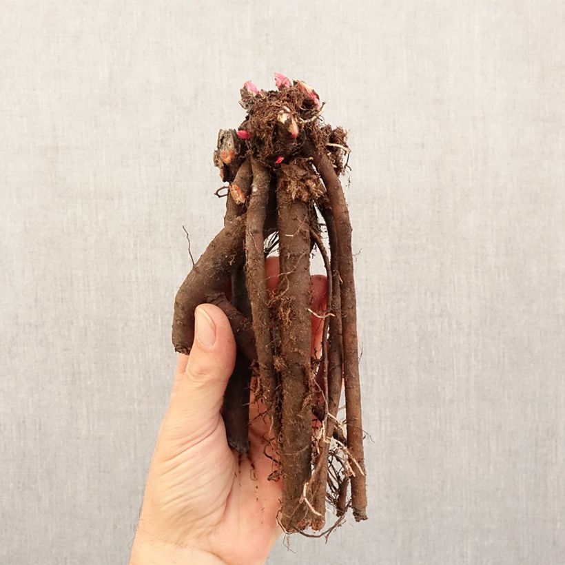 Peonia erbacea Patio Peony London Cespo 3/5 occhi esemplare consegnato in inverno