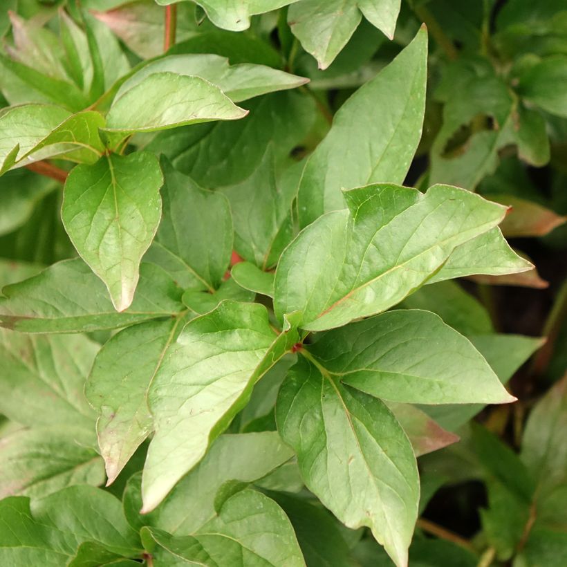 Peonia erbacea Patio Peony Moscow (Fogliame)