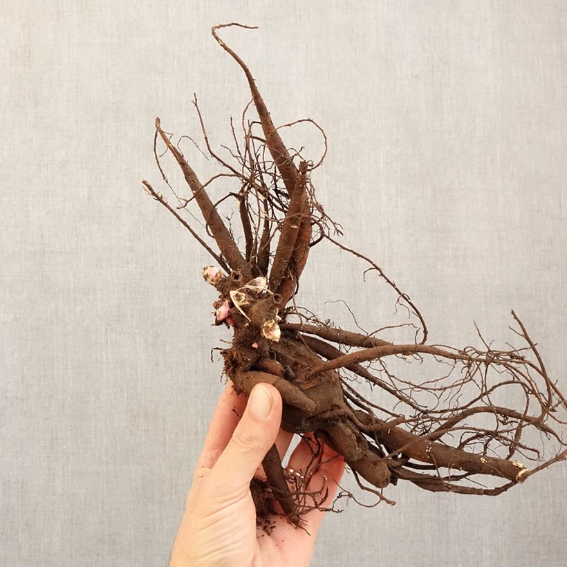 Example of Peonia erbacea Patio Peony Moscow Cespo 3/5 occhi as you get in hiver