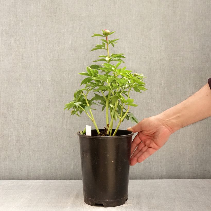 Peonia erbacea Patio Peony Oslo Vaso da 3L/4L esemplare consegnato in primavera