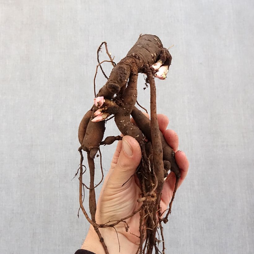 Example of Peonia erbacea Patio Peony Oslo Cespo 3/5 occhi as you get in hiver